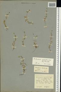 Диходон ясколковый (L.) Rchb., Восточная Европа, Северный район (E1) (Россия)