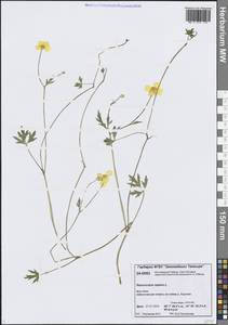 Лютик ползучий L., Сибирь, Центральная Сибирь (S3) (Россия)