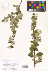 Кизильник рыхлоцветковый (J.Jacq.) Lindl., Восточная Европа, Южно-Украинский район (E12) (Украина)