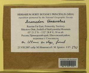 Anomodon thraustus Müll. Hal., Гербарий мохообразных, Мхи - Дальний Восток (без Чукотки и Камчатки) (B20) (Россия)