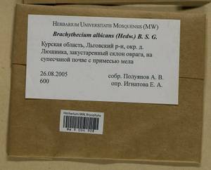 Brachythecium albicans (Hedw.) Schimp., Гербарий мохообразных, Мхи - Центральное Черноземье (B10) (Россия)