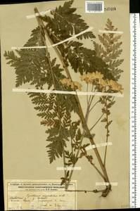Tanacetum corymbosum subsp. corymbosum, Восточная Европа, Волжско-Камский район (E7) (Россия)