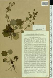 Манжетка бугорчатая H. Lindb., Восточная Европа, Московская область и Москва (E4a) (Россия)