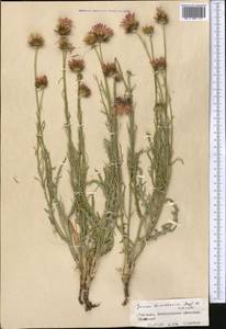 Jurinea thianschanica Regel & Schmalh., Средняя Азия и Казахстан, Северный и Центральный Тянь-Шань (M4) (Киргизия)