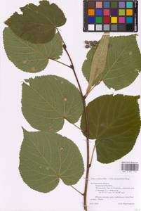 Tilia cordata × platyphyllos, Восточная Европа, Центральный лесостепной район (E6) (Россия)