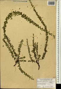 Lespedeza gerardiana Maxim., Зарубежная Азия (ASIA) (Индия)