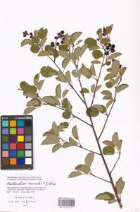 Amelanchier ×lamarckii F. G. Schroed., Восточная Европа, Московская область и Москва (E4a) (Россия)