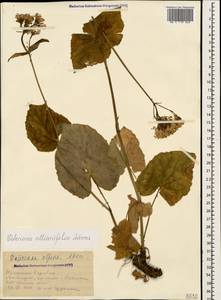 Валериана чесночницелистная Adams, Кавказ, Азербайджан (K6) (Азербайджан)