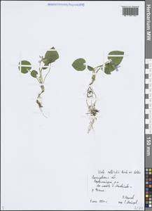 Фиалка Селькирка Pursh ex Goldie, Восточная Европа, Центральный лесной район (E5) (Россия)