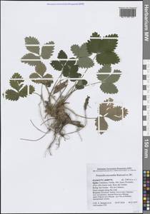 Лапчатка мелкоцветковая Ramond ex DC., Западная Европа (EUR) (Испания)