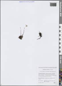 Камнеломка гребенчато-реснитчатая, Сибирь, Дальний Восток (S6) (Россия)