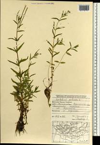 Кипрей болотный L., Монголия (MONG) (Монголия)