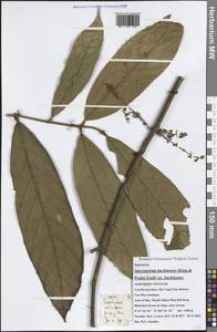 Sarcosperma kachinense (King & Prain) Exell, Зарубежная Азия (ASIA) (Вьетнам)