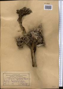 Cousinia hypopolia Bornm. & Sint., Средняя Азия и Казахстан, Копетдаг, Бадхыз, Малый и Большой Балхан (M1) (Туркмения)
