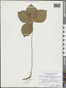 Вороний глаз четырехлистный L., Восточная Европа, Центральный лесостепной район (E6) (Россия)