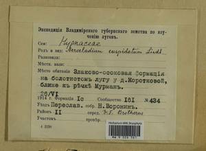Calliergonella cuspidata (Hedw.) Loeske, Гербарий мохообразных, Мхи - Центральное Нечерноземье (B6) (Россия)