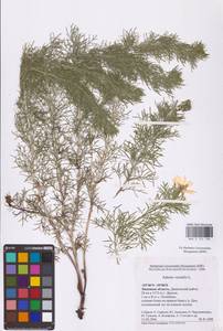 Горицвет весенний, Адонис весенний L., Восточная Европа, Центральный лесостепной район (E6) (Россия)