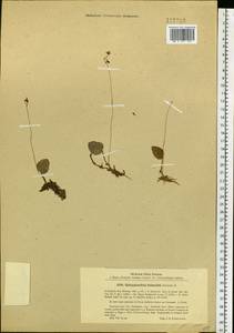 Седлоцветник сахалинский Rchb.f., Сибирь, Дальний Восток (S6) (Россия)