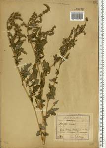 Лебеда татарская L., Восточная Европа, Московская область и Москва (E4a) (Россия)