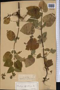 Чистец лесной L., Средняя Азия и Казахстан, Джунгарский Алатау и Тарбагатай (M5) (Казахстан)