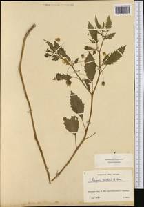 Physalis acutifolia (Miers) Sandwith, Западная Европа (EUR) (Франция)
