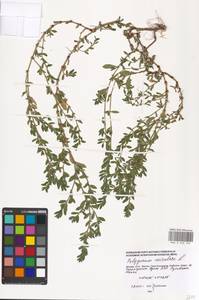 Спорыш птичий, Горец птичий L., Восточная Европа, Московская область и Москва (E4a) (Россия)