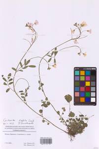 Cardamine pratensis subsp. dentata (Schult.) Čelak., Восточная Европа, Московская область и Москва (E4a) (Россия)