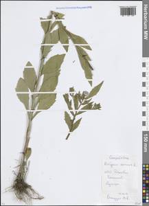 Мелколепестник однолетний (L.) Pers., Восточная Европа, Московская область и Москва (E4a) (Россия)