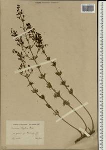 Teucrium orientale subsp. taylorii (Boiss.) Rech.f., Зарубежная Азия (ASIA) (Иран)