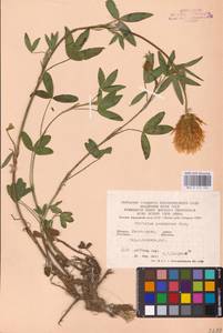 Клевер венгерский Jacq., Восточная Европа, Западно-Украинский район (E13) (Украина)