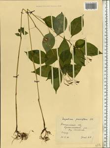 Недотрога мелкоцветковая DC., Восточная Европа, Центральный лесной район (E5) (Россия)
