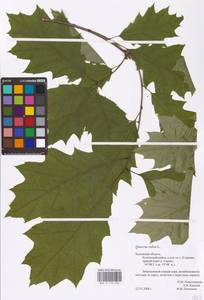 Дуб черешчатый, Дуб обыкновенный L., Восточная Европа, Центральный район (E4) (Россия)