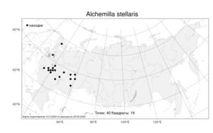 Alchemilla stellaris, Манжетка звездчатая Juz., Атлас флоры России (FLORUS) (Россия)