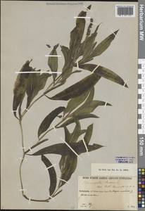 Рдест блестящий L., Средняя Азия и Казахстан, Сырдарьинские пустыни и Кызылкумы (M7) (Казахстан)