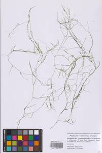 Рдест волосовидный Cham. & Schltdl., Восточная Европа, Московская область и Москва (E4a) (Россия)