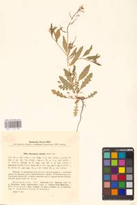 Хориспора нежная, Хориспора тоненькая (Pall.) DC., Восточная Европа, Центральный лесостепной район (E6) (Россия)