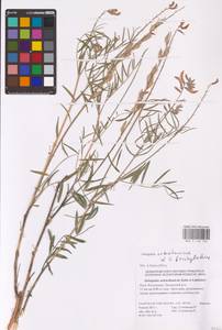 Astragalus astrachanicus × brachyolobus, Восточная Европа, Нижневолжский район (E9) (Россия)