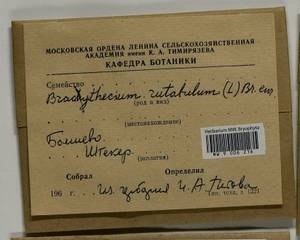 Brachythecium rutabulum (Hedw.) Schimp., Гербарий мохообразных, Мхи - Москва и Московская область (B6a) (Россия)