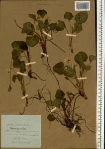 Фиалка удивительная L., Восточная Европа, Молдавия (E13a) (Молдавия)