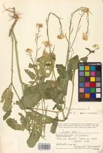 Rhamphospermum arvense (L.) Andrz. ex Besser, Восточная Европа, Центральный район (E4) (Россия)