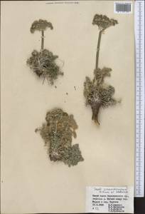 Жабрица зеравшанская (Schischk.) Pimenov & Sdobnina, Средняя Азия и Казахстан, Памир и Памиро-Алай (M2) (Таджикистан)