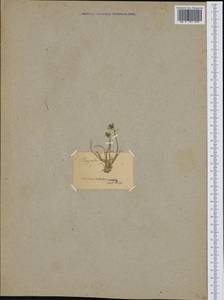 Edraianthus dalmaticus (A.DC.) A.DC., Западная Европа (EUR) (Неизвестно)