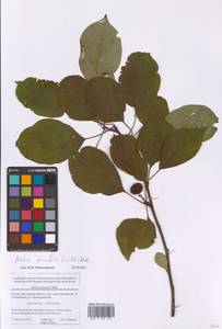 Яблоня сливолистная, Китайка (Willd.) Borkh., Восточная Европа, Московская область и Москва (E4a) (Россия)