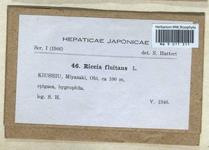 Riccia fluitans L., Гербарий мохообразных, Мхи - Азия (вне границ бывшего СССР) (BAs) (Япония)