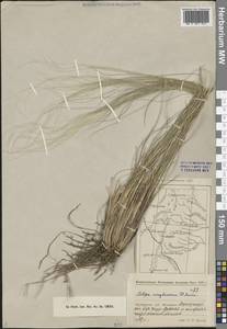 Ковыль киргизский P.A.Smirn., Средняя Азия и Казахстан, Прикаспийский Устюрт и Северное Приаралье (M8) (Казахстан)