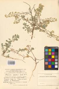 Бурачок Гмелина Jord. & Fourr., Восточная Европа, Литва (E2a) (Литва)