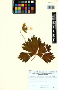 Anemonastrum baicalense (Turcz.) Mosyakin, Сибирь, Прибайкалье и Забайкалье (S4) (Россия)