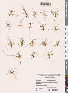 Лютик распростертый, Лютик стелющийся L., Сибирь, Чукотка и Камчатка (S7) (Россия)