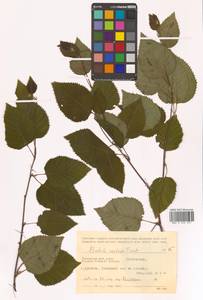 Береза ребристая Trautv., Сибирь, Дальний Восток (S6) (Россия)