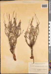 Полынь, Средняя Азия и Казахстан, Копетдаг, Бадхыз, Малый и Большой Балхан (M1) (Туркмения)